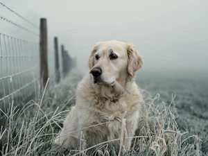 Golden Retriever, frosted, grass, Fance