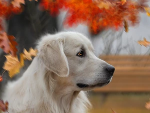 Leaf, dog, Golden Retriever