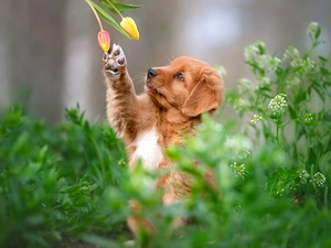 Flowers, Tulips, Puppy, Retriever Nova Scotia, dog
