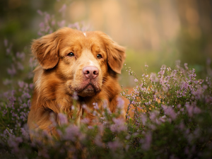 dog, muzzle, heather, Retriever Nova Scotia