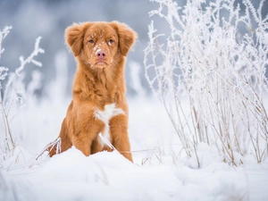 dog, snow, Plants, Retriever Nova Scotia