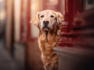 wall, dog, Golden Retriever