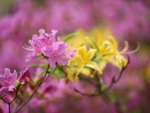 Azaleas, Pink, Flowers, rhododendron