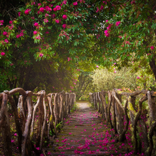 Path, Rhododendron, railing, fence, transition