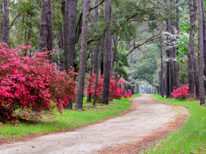 viewes, Rhododendron, Way, trees, Park