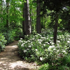 Rhododendrons, Path, forest