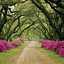 Park, flourishing, Rhododendrons, alley