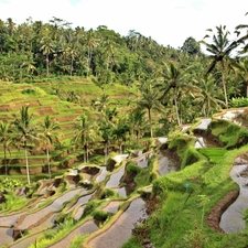 Bali, field, rice, indonesia