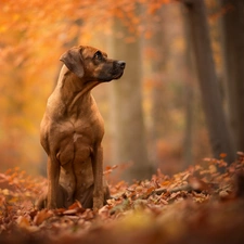 Leaf, dog, Rhodesian ridgeback