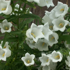 ringtones, Flowers, White