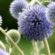 Flowers, Echinops Ritro