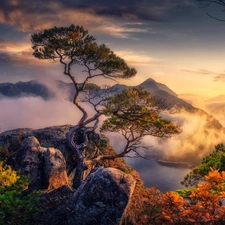 viewes, pine, Fog, rocks, Sunrise, trees, Mountains, River