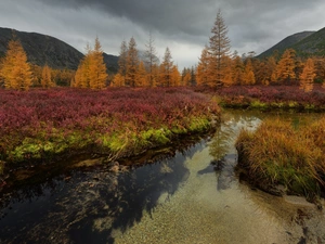 Magadan Circuit, Russia, autumn, Mountains, Kolyma River, VEGETATION, trees, viewes, forest