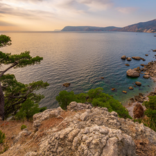 trees, Coast, Crimea, rocks, sea, pine, Russia