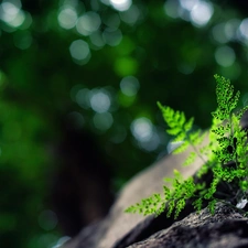 Fern, Rocks