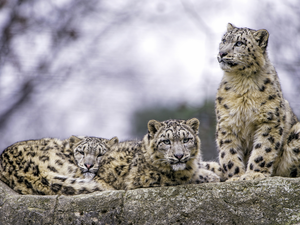 Rocks, Three, Irbisy