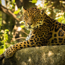 Jaguar, Rocks