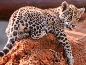 Rocks, small, Leopards