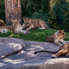 Rocks, Lion, lionesses