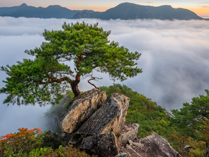 Mountains, Fog, pine, rocks