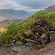 rocks, Mountains, pine