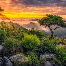 trees, Sunrise, pine, rocks, Mountains, viewes, Fog