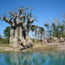 Baobab, trees, Stones rocks, Sky, River, viewes