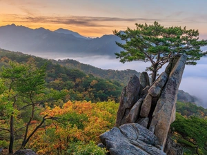 Fog, Mountains, trees, rocks, Sunrise, clouds, pine