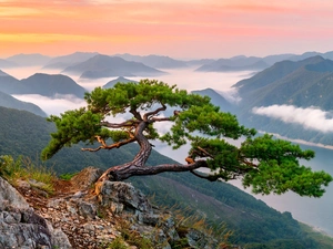 clouds, Mountains, trees, rocks, Sunrise, Fog, pine
