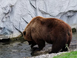 water, Brown bear, rocks