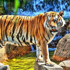 rocks, tiger, waterfall