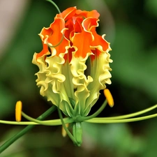 Colourfull Flowers, Gloriosa, rods