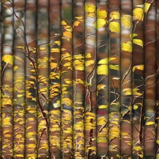 Yellow, Leaf, Rolls, Autumn