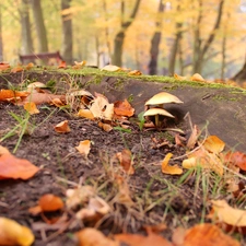 root, Park, Leaf, mushroom, dry