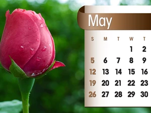 Calendar, may, 2013, rose