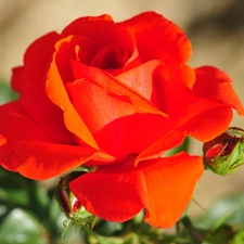 bud, Colourfull Flowers, rose