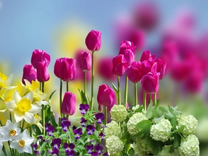 narcissus, Flowers, Guelder-rose, blur, pansies, Tulips