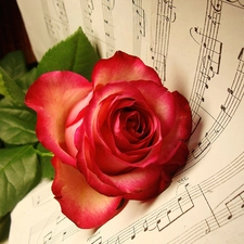 music, rose
