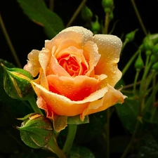Orange, rose