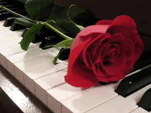 Piano, red hot, rose