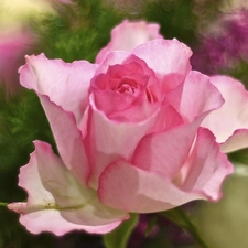 rose, Beauty, Pink