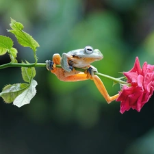 strange frog, twig, rose