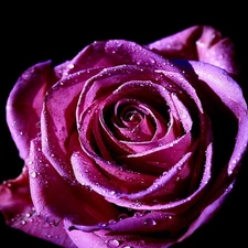 Violet, rose