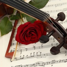 violin, Tunes, rose, bow