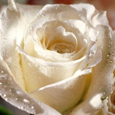 White, rose