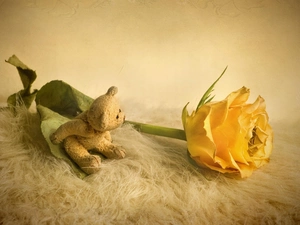 teddy bear, Yellow Honda, rose