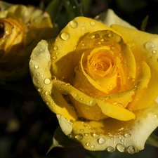 leaves, Yellow Honda, rose