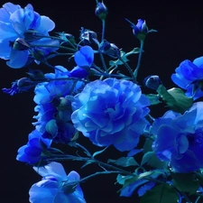 blue, roses