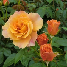 Orange, roses