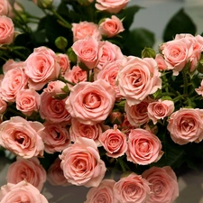 Pink, roses